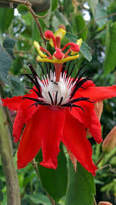 Resultado de imagen para passifloraceae roja