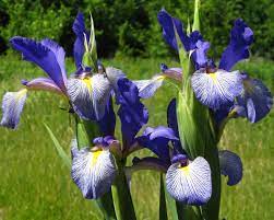 Spurussianblue Spu Twiki Dutch Iris Iris Flowers