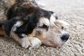 Who To Call When Pet Dog Dies At Home Petcremation Sg