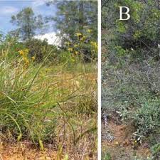 Image result for Scleria xerophila