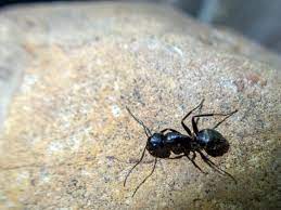 If the nest is hidden and difficult to reach, you're going. Home Remedies For Getting Rid Of Carpenter Ants