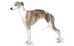 Whippet Dog Breed Information Pictures Characteristics