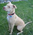List Of Different Pit Bull Breeds | Cuteness
