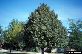 You'll love the uniform growth habit on this to give your littleleaf linden a boost of energy, supply a dose of medium rate fertilizer once a year in. Greenspire Linden Double El Agate Cd