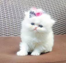 It is our goal to breed siberian cats for temperament, as well as beauty and health. Pennysaver Persian Kittens For Sale Cfa In Los Angeles California Usa