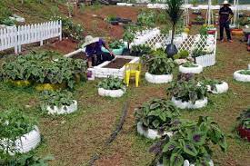 Pelajari cara memperbaiki masalah kebun sayur anda di. Kebun Sayur Indahkan Wisma Kastam Pahang