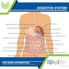 You might form one stone, several or many. Pancreatic And Biliary System Robert Boissoneault Oncology Institute