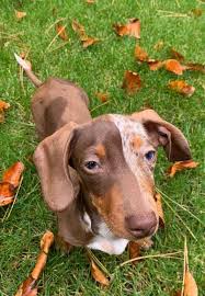 sweet doxie dogs in 2021 dachshund dog unique dog breeds doxie dogs