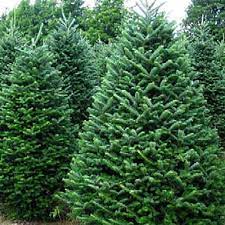 Check spelling or type a new query. Fraser Fir Christmas Tree Toronto Davenport Garden Centre