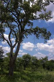 Image result for Secamone stuhlmannii