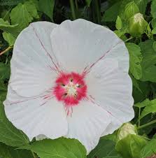Image result for Hibiscus physaloides