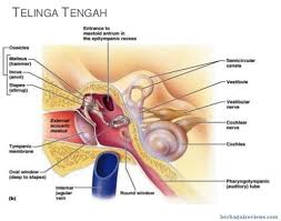 Pengelompokan organisme dapat didasarkan atas. Bagian Bagian Telinga Pengertian Fungsi Beserta Gambar