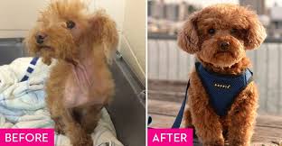 Instead, we love that we can personally deliver these. Rescue Dogs Before And After Rescue Dog Makeovers