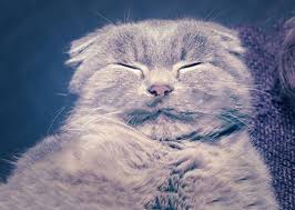 The drugs have an effect on their respiratory system which could potentially cause problems for pets in. How To Sedate A Cat For Travel Cat Medication Cats Natural Cat