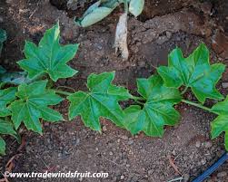 Image result for Kedrostis leloja