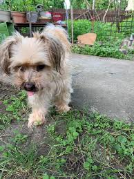 Male dogs roaming Spin City South and Homeland