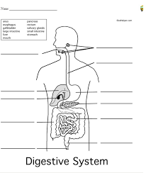 Digestive System Worksheet The Digestive System
