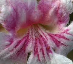 Image result for Stereospermum kunthianum