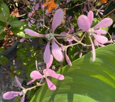 Image result for Congea