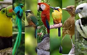 Check spelling or type a new query. Sera De Honduras El Ave Mas Bella De Centroamerica Radiohouse