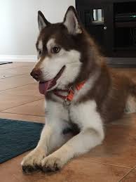 The breed belongs to the spitz genetic family. Winter Springs Fl Siberian Husky Meet Copper A Pet For Adoption