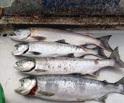 How To Fillet A Fresh Caught Salmon : 6 Steps - Instructables