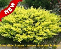 It is also quite bold and will enliven plantings. 41 Lime Green Chartreuse Plants Ideas Plants Chartreuse Lime Green