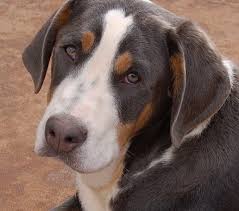 Today, however, its use has been revolutionized. Greater Swiss Mountain Dog Wikiwand