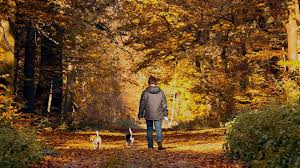 This is because they can easily pick up nasty viruses such as parvovirus and distemper. How Often Should You Walk Your Dog The Answer Tractive