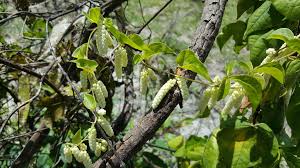 Image result for Dioscorea quartiniana
