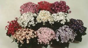 Image result for Cineraria