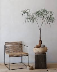 Image result for Brachychiton