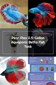 Penn Plax 0 5 Gallon Aquaponic Betta Fish Tank In 2020 Betta Fish Tank Betta Fish Betta