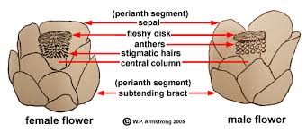 Image result for Pilostyles