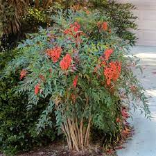 Heavenly Bamboo Nandina Shrub Bamboo Plants Plants Colorful Shrubs