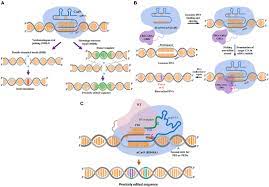 Frontiers | Precision Genome Engineering for the Breeding of Tomatoes:  Recent Progress and Future Perspectives