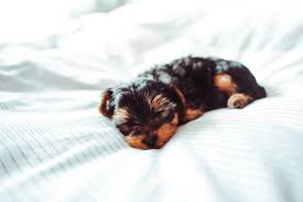 Funny pet videos brings you the best animal videos around the internet! Adorable Sleeping Yorkshire Terrier Puppy Free Stock Photo Picjumbo