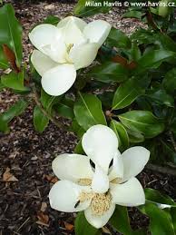 Image result for Pupalia grandiflora