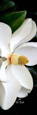 Pin By Deedee King On Rsvp Flower Art Magnolia Flower Trendy Flowers