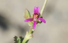 Image result for Pelargonium grossularioides