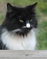 Use petfinder to find adoptable pets in your area. File Black And White Female Domestic Longhair Feral Cat Jpg Wikipedia