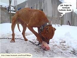 pitbull hayranlari home facebook