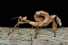There is also a leaf type bug that looks like leaves. Extatosoma Tiaratum Wikipedia