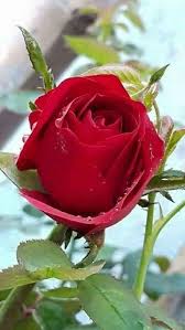 đạm Phạm Thanh Rote Rose Blumen Rosen Rote Rosen