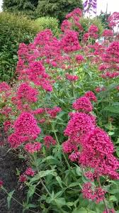 The petals have been used as a easy to grow flowers in pots. 20 Easy To Grow Flowers For Garden Colour Pink Perennials Easy To Grow Flowers Garden Plants Uk