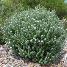 I planted my first westringia 'wynyabbie gem' plant about eight. Westringia Fruticosa Grey Box Wes04 Pp25 675 At San Marcos Growers