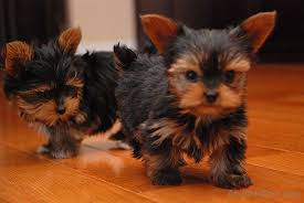 Expecting micro yorkie / yorkshire terrier mothers and their babies are brought into our home, posh puppies gives them. Yorkshire Terrier Extremely Cute Teacup Yorkie Puppies For Free Adoption Text 970 489 Dogs For Sale Price