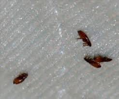 What Do Fleas Look Like Actionable Guide With 14 Photos