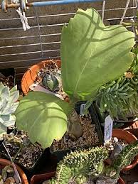 Image result for Cyphostemma tenuissimum