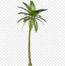 Polish your personal project or design with these palm tree transparent png images, make it even more personalized and more attractive. Alm Tree Watercolor Png Transparent Background Palm Tree Png Image With Transparent Background Toppng